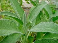 Karaciğerde Hemanjiom Bitkisel Tedavisi Karaciğerde Hemanjiom Bitkisel Tedavisi